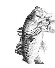 Image showing Bass Fish Drawing
