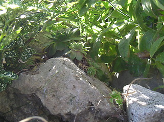 Image showing Rock Garden