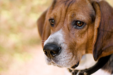 Image showing Attentive Beagle Dog