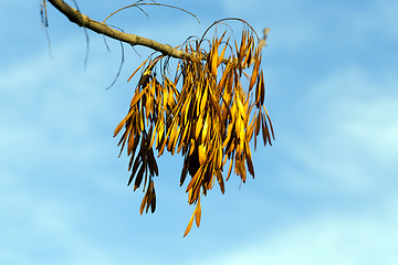 Image showing yellowing leaves