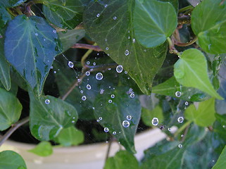 Image showing Spiders Web