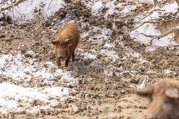 Image showing Mangalica a Hungarian breed