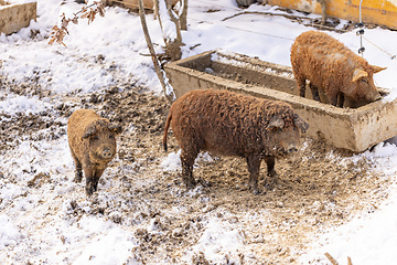 Image showing Cute curly pig.