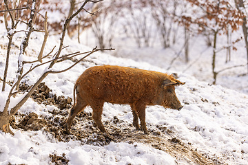 Image showing Cute young mangalitsa