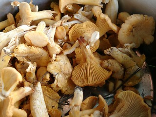 Image showing Chanterelle