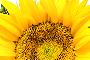 Image showing annual sunflower , close-up