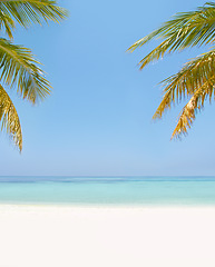Image showing Landscape, sea and beach with tropical palm tree in summer, mockup space or blue sky background by island. Nature, leaves and water in ocean for sustainability, holiday and sunshine in environment