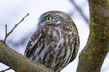 Image showing closeup of little owl on a branch