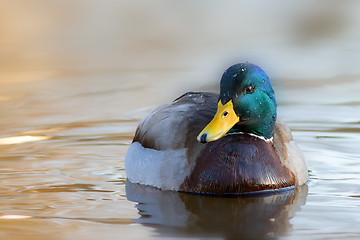 Image showing colorful mallard drake closeup