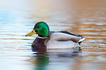 Image showing colorful mallard drake on pond