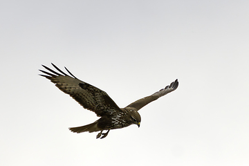 Image showing common buzzard in flight