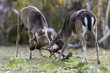 Image showing fallow deer stags fighting in mating season