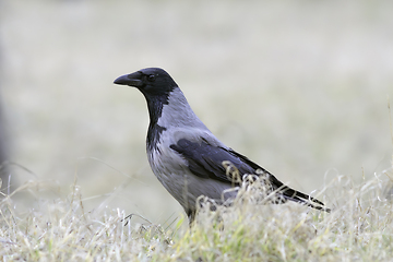 Image showing hooded crow on faded meadow