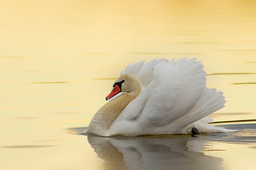 Image showing mute swan in beautiful sunrise orange light