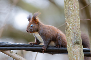 Image showing red squirrel on electric cable