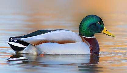 Image showing side view of mallard duck on water surface