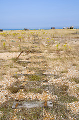 Image showing Pebble beach