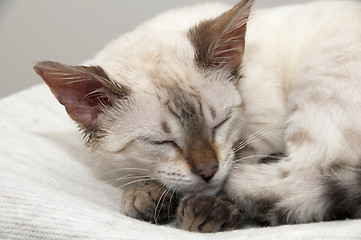 Image showing Sleeping kitten