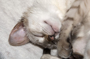 Image showing Sleeping kitten
