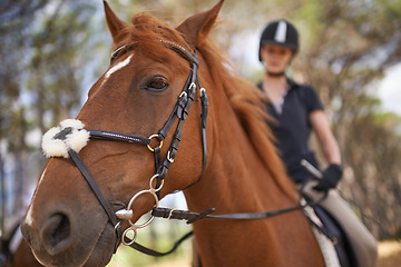 Image showing Horse, closeup and equestrian riding in nature on adventure and journey in countryside. Animal, face and rider outdoor with hobby, sport or pet on farm, ranch and girl training on trail in summer