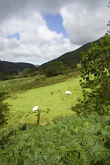 Image showing Green fields