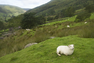 Image showing Sheep in green fields (room for text)