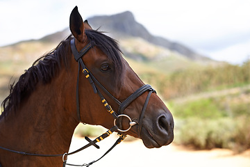 Image showing Profile, outdoor or horse in countryside, farm or nature for adventure, wellness or farming. Mountain, environment or head of domestic pet stallion or animal for equestrian racing in park to relax