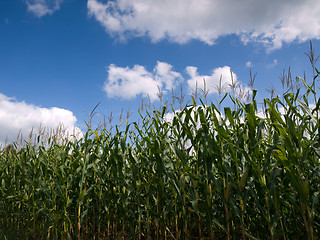 Image showing Corn field at the end of summer