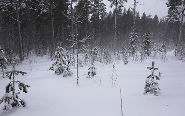 Image showing Snø