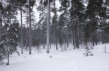 Image showing Vinter i skogen