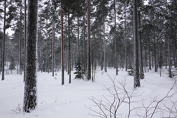 Image showing I skogen