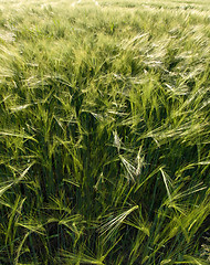 Image showing Green wheat field