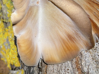 Image showing Tree Fungus