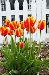 Image showing Tulips in spring garden