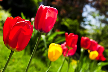 Image showing Tulips in spring garden