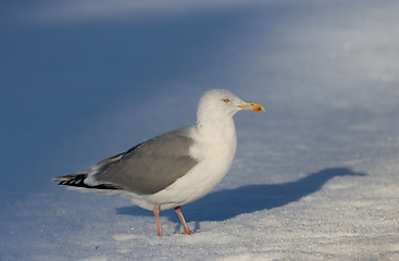 Image showing Gråmåke