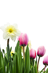 Image showing Tulips and daffodils on white background