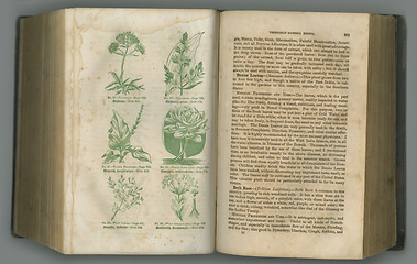 Image showing Old book, plants and vintage herbs in literature for medical study, biology or ancient pages against studio background. Historical novel, botanical journal or research of natural medieval remedy