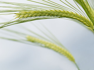 Image showing Green wheat field