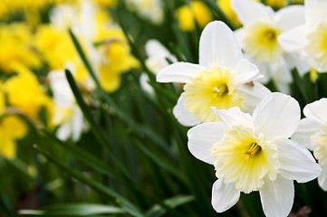 Image showing Daffodils