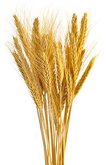 Image showing Isolated wheat ears