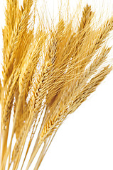 Image showing Isolated wheat ears