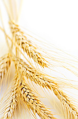 Image showing Wheat ears