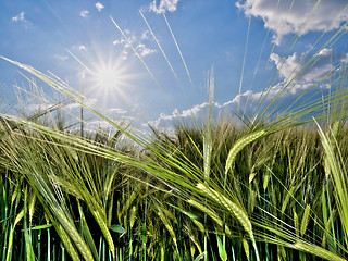 Image showing Green wheat field