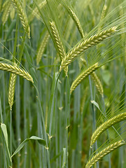 Image showing Green wheat field