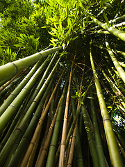 Image showing Bamboo trees