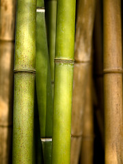 Image showing Bamboo shoots