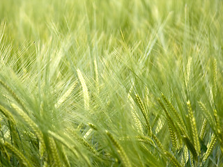 Image showing Green wheat field