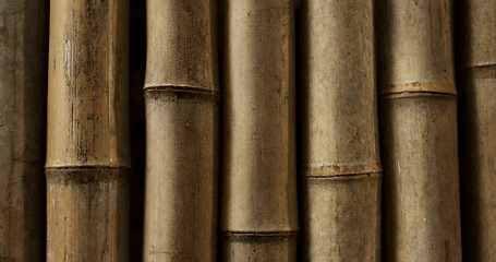 Image showing Closeup, nature and bamboo in an environment in Japan for ecology, natural textures and culture. Tree, pattern and color from foliage, forest landscape and the woods in a Japanese garden for botany