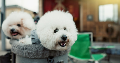 Image showing Miniature poodle, dog and pet bag for transport, travel and safety with care, love and together for training. Animal, puppies and carrier for commute with security, wellness and health in Tokyo